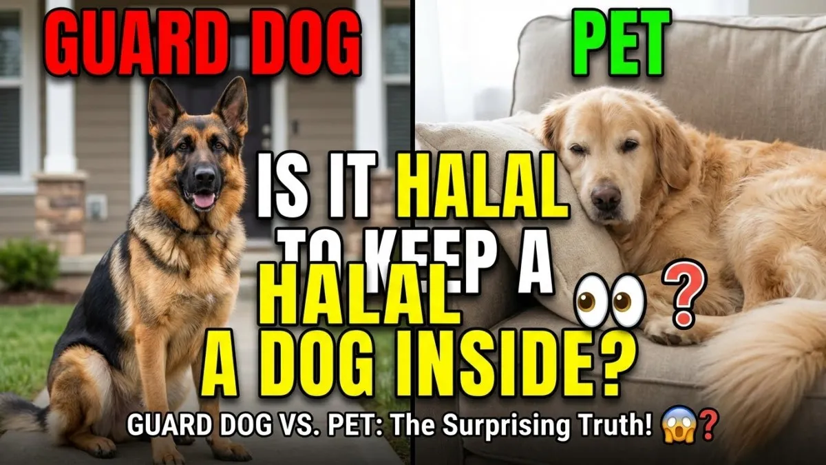 Is It Halal to keep a Dog inside the House? (Guard Dog vs. Pet)
